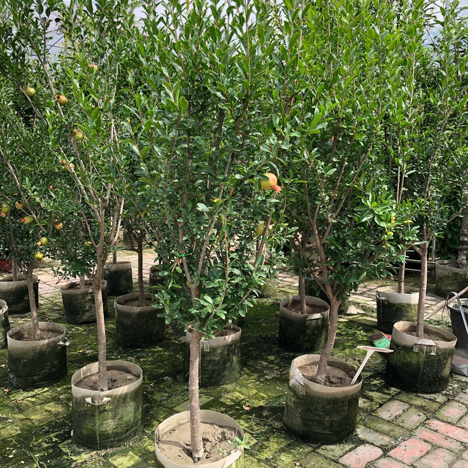 Гранат Мешок Мяо Гранат Shanli Лист Ruoyu Вуд Золото Мак Золото Пан Ту Линь Тяньцзяо Цветок Граната