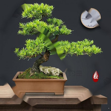 罗汉松黄杨盆栽室外罗汉松绿植室内客厅庭院镇宅老桩造型盆景厂家