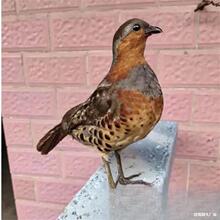 �¿��񼦼�ý��ģ��԰���񼦻����񼦰ڼ�������ë�񼦼�