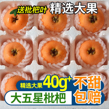 现货正宗四川米易枇杷新鲜水果5斤大果当季大五星琵琶果整箱包邮3