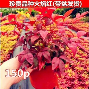 �����{�������� ����������Gֲ�����ͺ�����͏d��������������