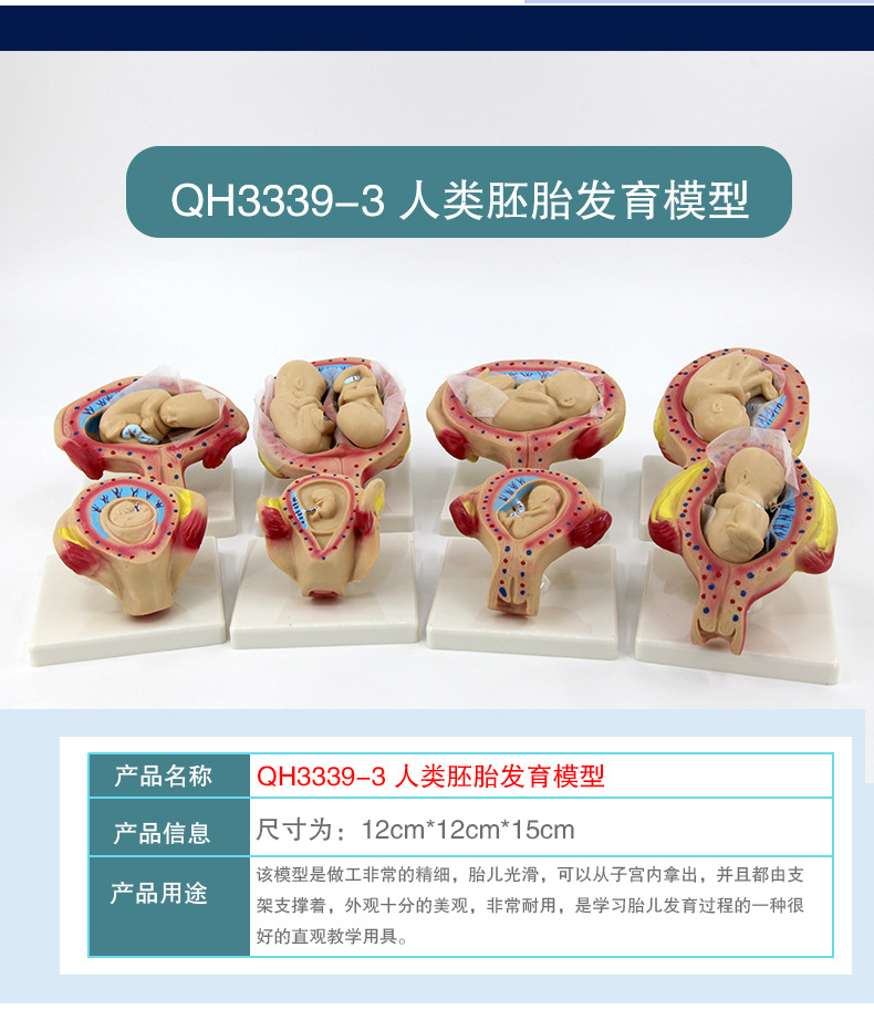 人类胚胎发育模型_06.jpg