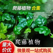 ���ճ��С�~޵���녲ݶ�϶ࠖ��С�~���һ����~޵������ֲ��