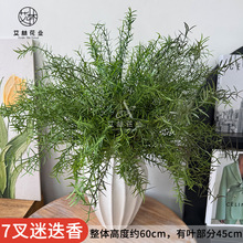 7���Ե�����滨ˮ�ݽ��~�ݼٲݲ廨�����b�ֲ�����l��c�b�