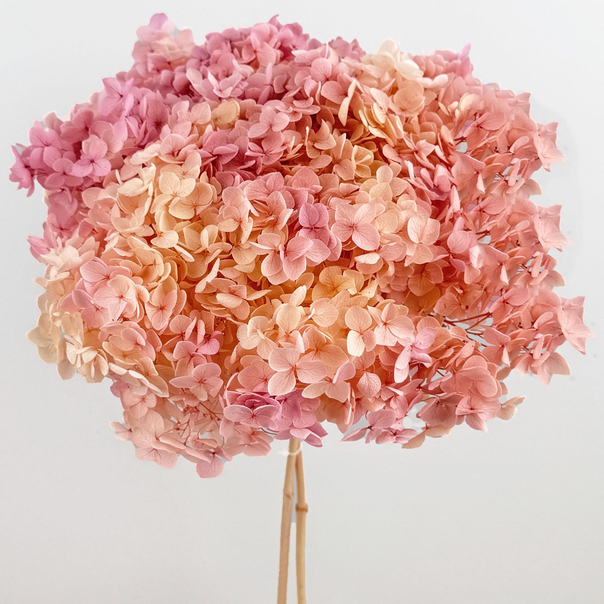 Flores eternas hortenida flores secas Anna hortenida hojas hortenida cabeza de hortenida flores eternas cubierta de vidrio material ramo diy