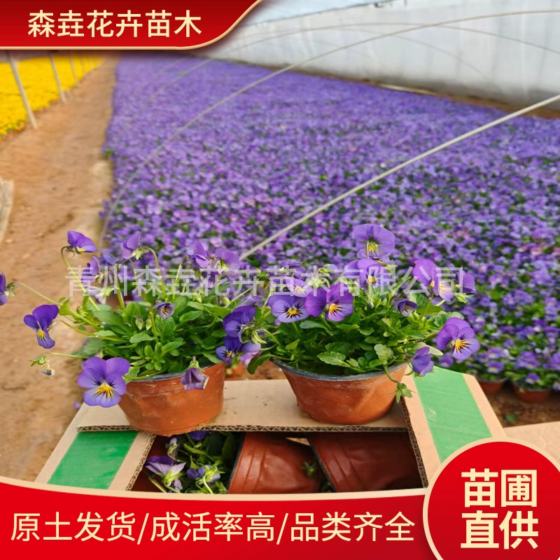 Цветок травы, разноцветный бегония, морозостойкий цветок, красный, желтый, фиолетовый, разноцветные рассада бегонии, чистый цвет, рассада бегонии в горшках