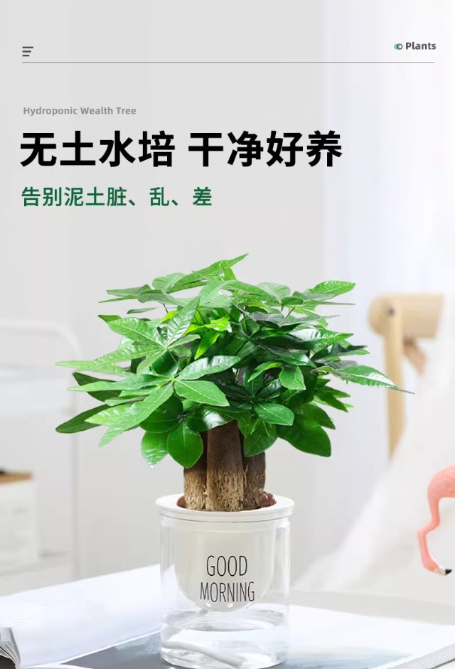 详情图
