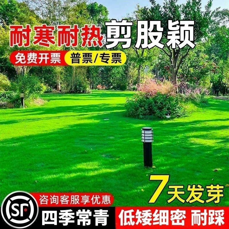 Семена газонной травы Creeping bentgrass a4 круглый год, вечнозеленые семена газонной травы для двора, устойчивые к подступению семена травы