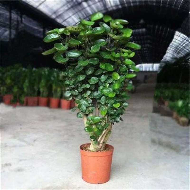 Money Tree Potted Plant, Large Money Plant, Fortune Tree, Round-Leaf Money Tree, Money Tree, Fortune Tree, Indoor Green Plant, Money-Attracting Tree, Large Tree