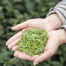 四川万源巴山雀舌绿茶毛尖富硒茶正宗明前茶高山绿茶2025新茶批发