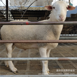 ɢ�B�F؛���ް�ɽ���Bֳ�� ���������F؛���� ����Сβ����