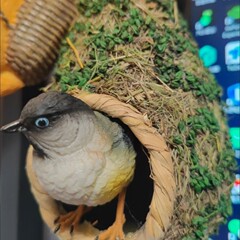 緑の草干し草鳥の巣模擬鳥の巣吊り鳥の巣家庭菜園緑の植物風景装飾自然田園スタイル