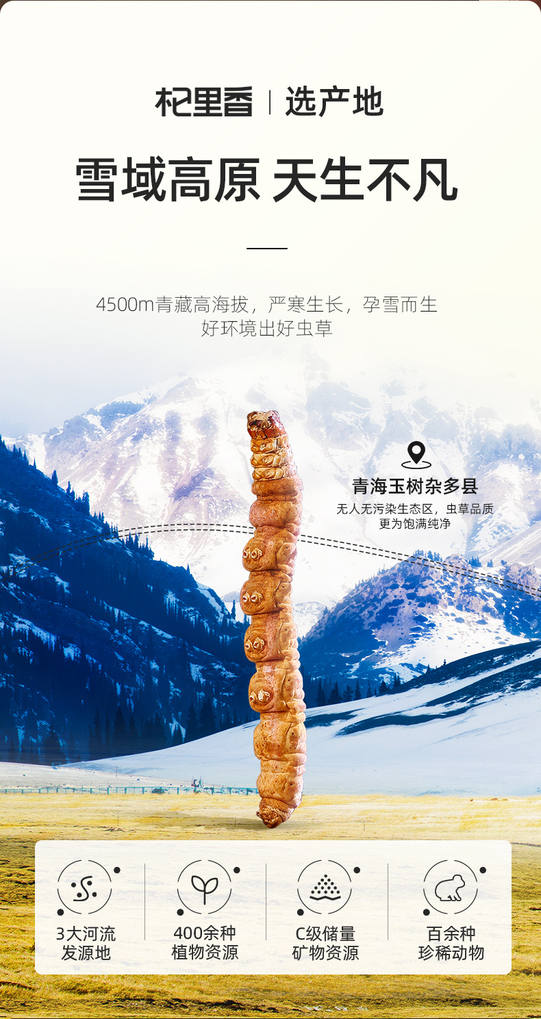 Dried Cordyceps Broken Stems 20g Jar Chinese Herbal Cordyceps sinensis for Cooking key features