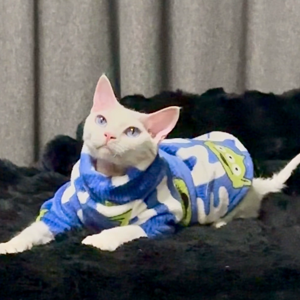 25年秋冬无毛猫衣服德文宠物小猫咪加绒保暖加厚印花服装防寒帅气