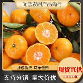 南丰蜜桔小贡桔子如沙糖橘子薄皮当季新鲜水果砂糖蜜橘批发厂批发