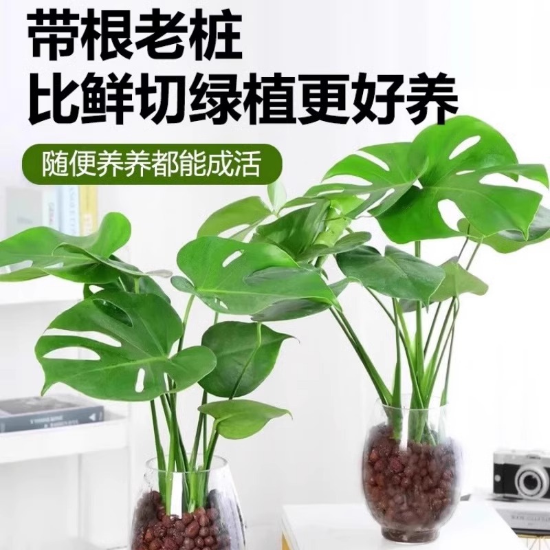 plantas de hidroponía de bambú de tortuga en el interior en cuatro estaciones buenas plantas verdes pequeñas en sala de estar hojas grandes plantas de maceta de pila vieja eliminación de formaldehído