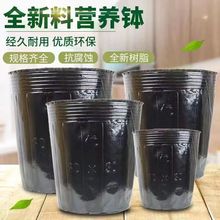 ����I�B�����籭һ���Ժ�ɫ���ϱ��ӷNֲ���Ӻ�I�B����ֲ��Ѩ�P