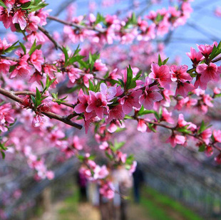 Garden Green Flower Seedlings, Courtyard Ornamental Tree Species, Peach Blossom Seedlings, Potted Pink Peach Blossom Saplings