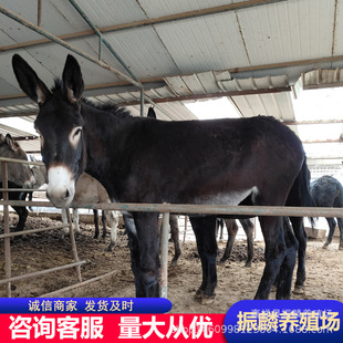 �Bֳ�N�H ����С�H�x ���۵������H�� Сë�H�� ���H�B�H��