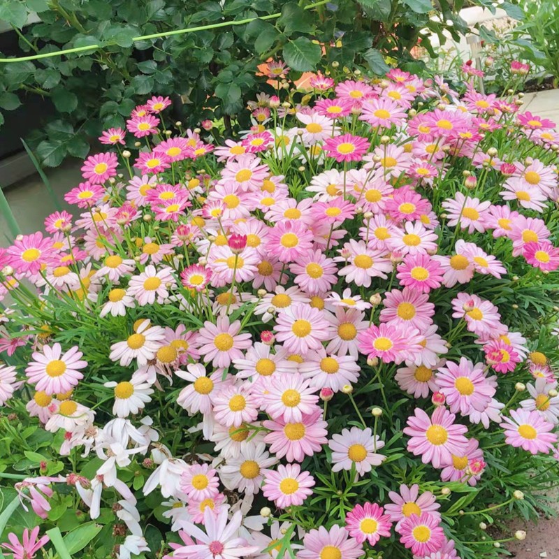 智贝SKU图_1地被菊花种子玛格丽特花种籽子室内外易活花