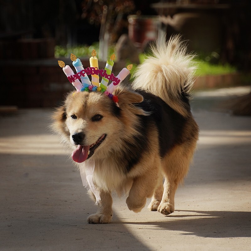 День рождения карта милая сладкая принцесса головной убор вечеринка атмосфера фото торт обруч для волос девушка сердце домашнее животное аксессуары для волос