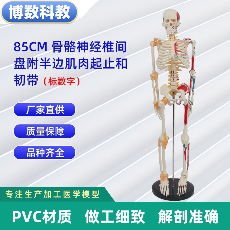 跨境玩具早教人体器官骨骼模型套装科教中小学生DIY组装儿童益智|undefined