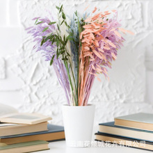 永生花小盼草植物真花干花diy压花材料跨境云南源头工厂直销押花