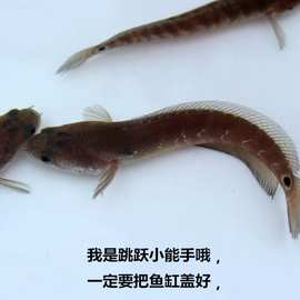 七星雷龙鱼苗月鳢山斑鱼花星张公鱼锦鲤金鱼观赏宠物鱼冷水淡水鱼