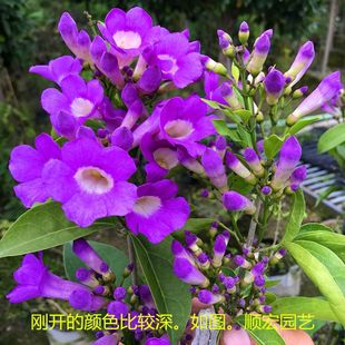 ����ֲ�� �����ٻ��� ����� Ư���ٱ�������BͥԺ�G�h���Ի���