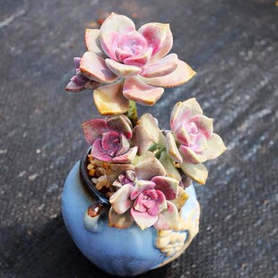 �Ϙ�����ֲ���Ϙ���Ҋ�����҃Ȼ��Gֲ���w���B��Ʒ�߼�����С����