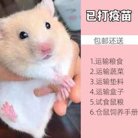 小仓鼠活物已打疫苗公仔一对银狐布丁小宠物金丝熊送代发包邮