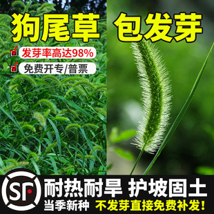 Dog Tail Grass Seeds, Weed Seeds, Weed Seeds, Dog Tail Grass Seeds, Drought-Resistant Greening Ornamental Grass Seeds, Slope Protection Pasture