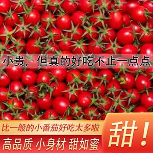 釜山88超甜小番茄千禧玲珑圣女果生吃樱桃小柿子新鲜蔬菜孕妇水果