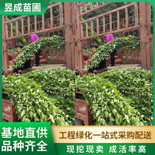 ľ��1.5-2���Ϸ������Nֲ�ͺ�ͥԺ�G���������lͥԺ�^�p����ֲ��