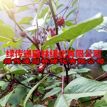 洛神花种子四季云南红金梅苗种孑玫瑰茄树苗盆栽四季开花红桃k种