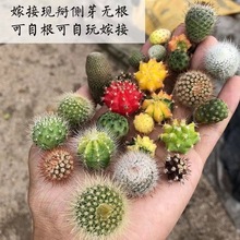 彩色仙人球丨仙人柱仙人掌嫁接组合盆栽多肉植物三角侧芽