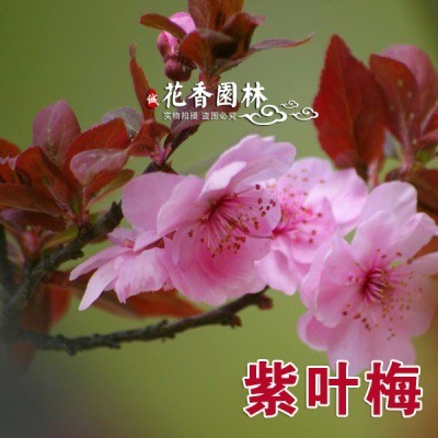 자엽매화 2cm두께 [그해에 피는 것]