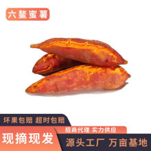 福建六鳌蜜薯5斤/9斤新鲜现挖香甜糯沙地红番薯红苕地瓜一件代发