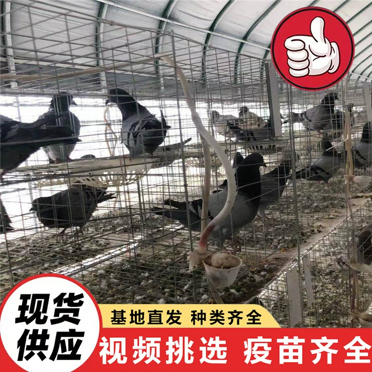 Поставка оригинальных пар белых царских голубей | 6-месячная голубь на продажу | Цена молодых голубей | Квадратная голубь