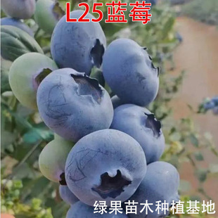�{ݮ���� L25�{ݮ�� ����{ݮ���Ե��Թ������������l����Y��
