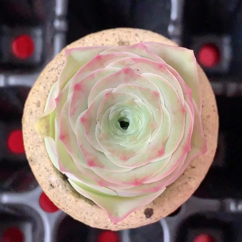 산장미떡 (현재 녹색, 성장기)