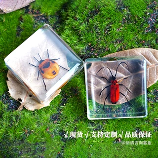 真实昆虫标本透明树脂蜘蛛蝴蝶金龟蝎子科普摆件手工滴胶工艺品