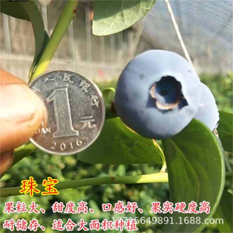 奥尼尔珠宝蓝莓树苗基地 薄雾蓝莓苗价格 绿宝石法新蓝莓苗批发
