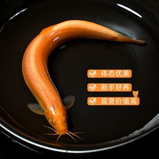 Cold Water Gold Loach Fry Golden Cleaner Fish Tool Fish Scavenger Easy to Care for Durable New Beginner Ornamental Small Goldfish