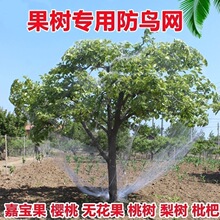果树专用防鸟网保护樱桃树枇杷树嘉宝树防鸟网罩尼龙网葡萄网果园