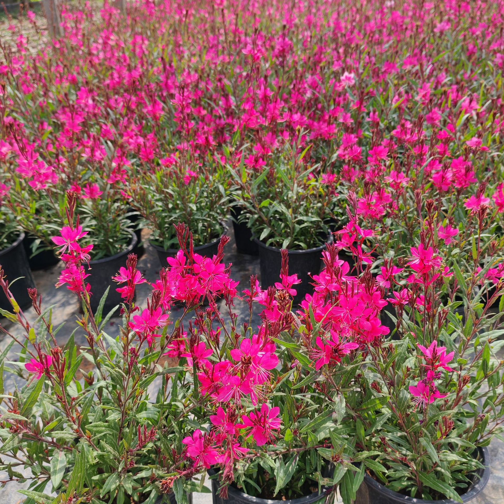 849223af-6f46-417a-a4d4-614aeb