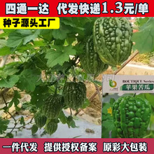 优选苹果苦瓜种子肉厚苦瓜种籽甘甜春四季播阳台盆栽蔬菜种孑