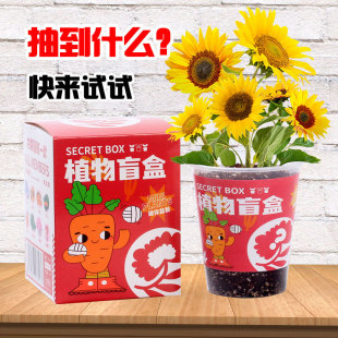 Kindergarten Planting Potted Blind Box Kidsren's Plant Flower Seeds Small Gifts Creative Desktop Ornaments Small Potted Plants