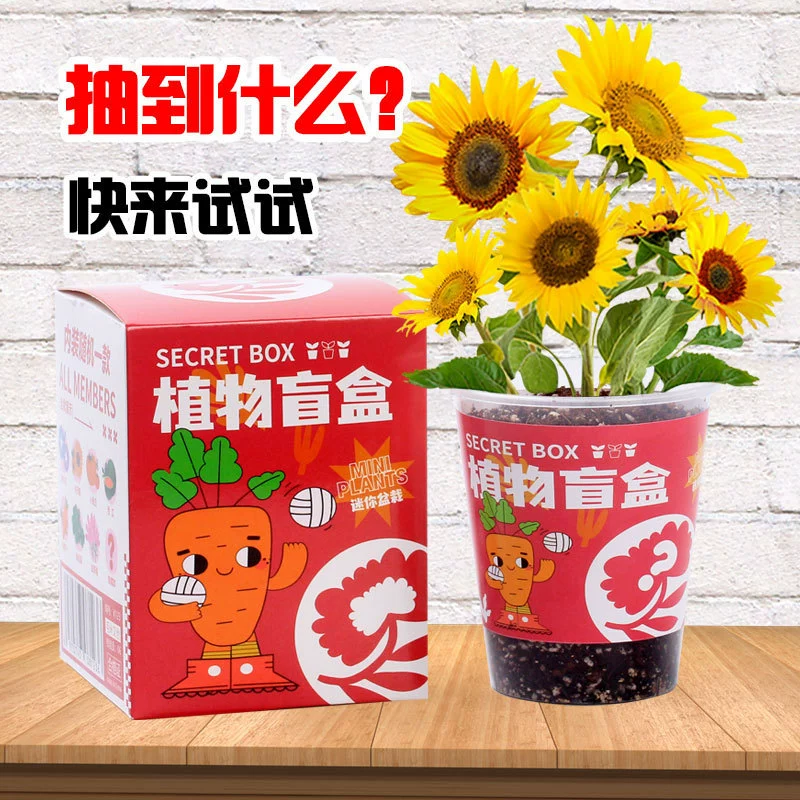 Школьные подарки Растения слепые коробки маленькие горшечные растения