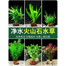 �~��ˮ��ֲ�����ˮ��Gֲ��ɽʯ�B�~�쾰�~�����ݾG�ո�Ƽ